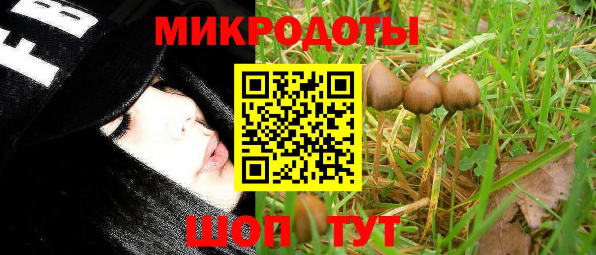 Галлюциногенные грибы Psilocybe Апрелевка