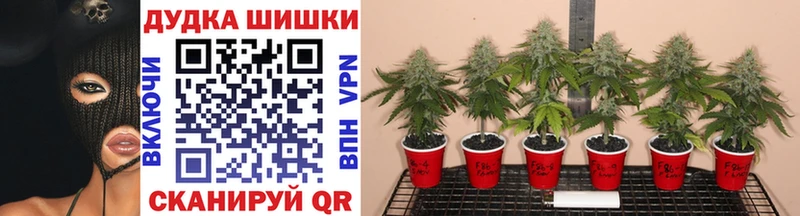 где найти наркотики  Апрелевка  MEGA tor  Канабис SATIVA & INDICA 